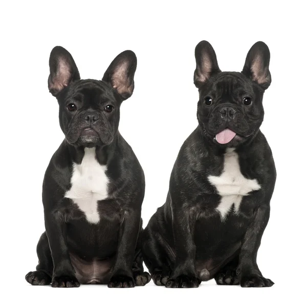 French bulldogs sitting against white background — Stock Photo, Image