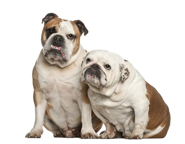 İngilizce bulldogs, 5 yıl yaşlı, beyaz arka planı oturan — Stok fotoğraf