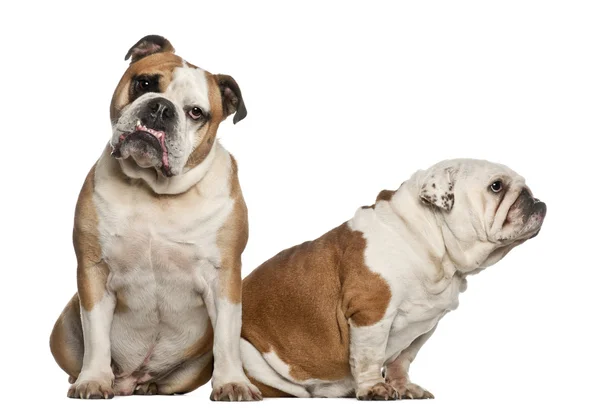 Anglicky bulldogs, 5 let, sedí proti Bílému pozadí — Stock fotografie
