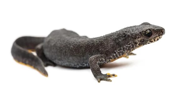 Alpine newt, ichthyosaura alpestris, voorheen triturus alpestris en mesotriton alpestris tegen witte achtergrond — Stockfoto