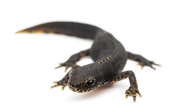 Alpina newt, ichthyosaura alpestris, tidigare triturus alpestris och mesotriton alpestris mot vit bakgrund — Stockfoto