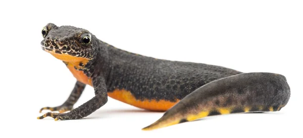 Alpine newt, ichthyosaura alpestris, voorheen triturus alpestris en mesotriton alpestris tegen witte achtergrond — Stockfoto