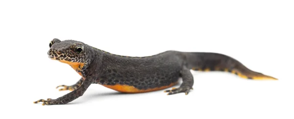 Alpine Newt, Ichthyosaura alpestris, anteriormente Triturus alpestris y Mesotriton alpestris sobre fondo blanco — Foto de Stock