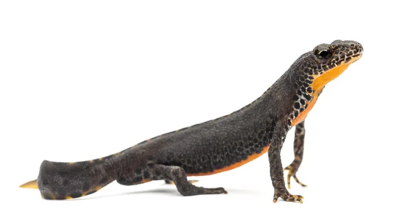 Alpine newt, ichthyosaura alpestris, voorheen triturus alpestris en mesotriton alpestris tegen witte achtergrond — Stockfoto