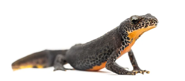 Alpine newt, ichthyosaura alpestris, voorheen triturus alpestris en mesotriton alpestris tegen witte achtergrond — Stockfoto