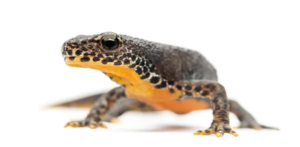 Newt alpin, Ichthyosaura alpestris, anciennement Triturus alpestris et Mesotriton alpestris sur fond blanc — Photo