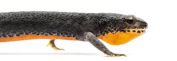 Alpine newt, ichthyosaura alpestris, voorheen triturus alpestris en mesotriton alpestris tegen witte achtergrond — Stockfoto