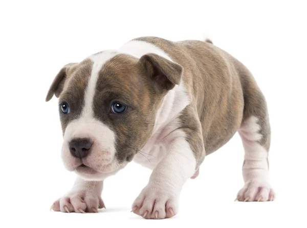 Retrato de American Staffordshire Terrier Puppy, 6 semanas de edad, sobre fondo blanco — Foto de Stock