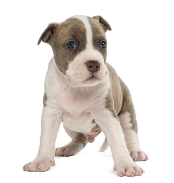 Retrato de American Staffordshire Terrier Puppy, 6 semanas, contra fundo branco — Fotografia de Stock