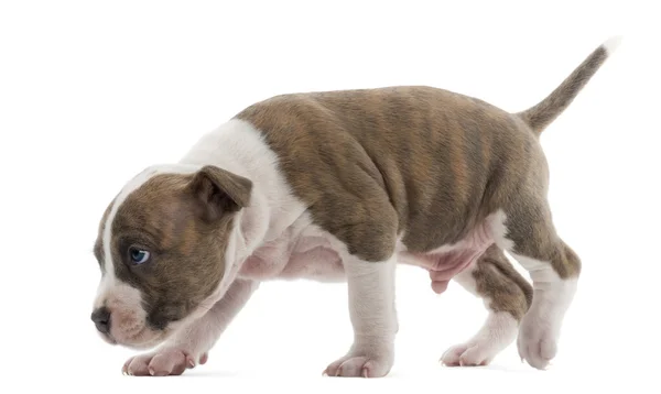 American Staffordshire Terrier Cachorro caminando y rastreando, 6 semanas de edad, sobre fondo blanco — Foto de Stock