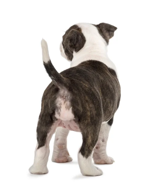 Vista trasera de un cachorro americano Staffordshire Terrier, de 6 semanas de edad, sobre fondo blanco — Foto de Stock