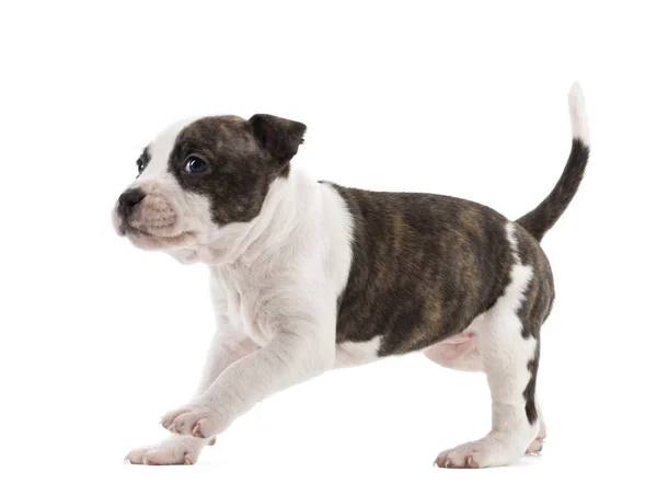 Staffordshire アメリカのテリアの子犬は 6 週古い、白の背景を実行しています。 — ストック写真