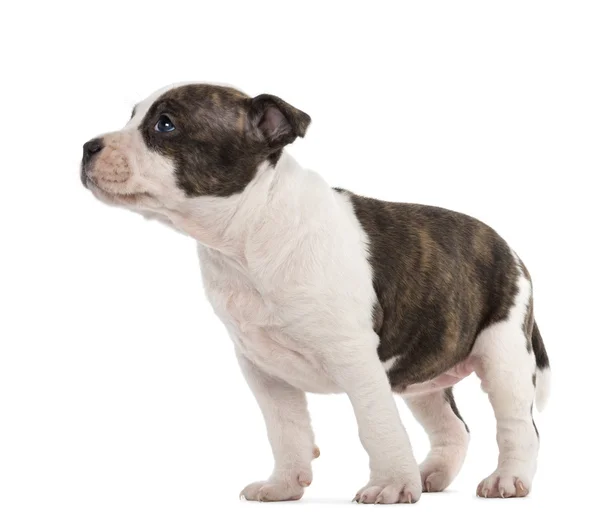 American Staffordshire Terrier Puppy, 6 weeks old, against white background — Stock Photo, Image