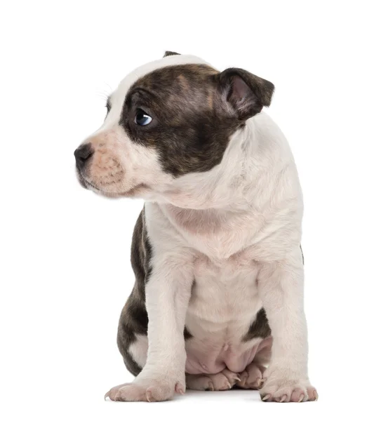 American Staffordshire Terrier Cucciolo seduto e distolto lo sguardo, 6 settimane, sullo sfondo bianco — Foto Stock