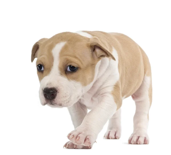 Amerikaanse Staffordshireterriër pup, 6 weken oud, tegen witte achtergrond — Stockfoto