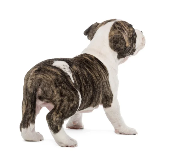 Rückansicht eines amerikanischen Staffordshire Terrier Welpen, 6 Wochen alt, vor weißem Hintergrund — Stockfoto