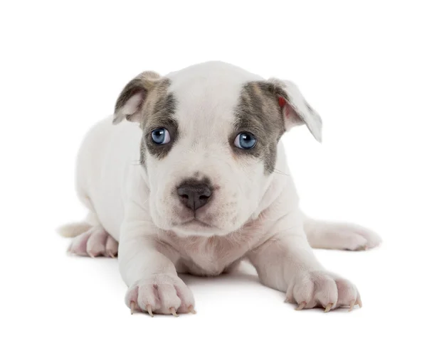 Retrato de American Staffordshire Terrier Cachorro acostado, 6 semanas de edad, sobre fondo blanco —  Fotos de Stock