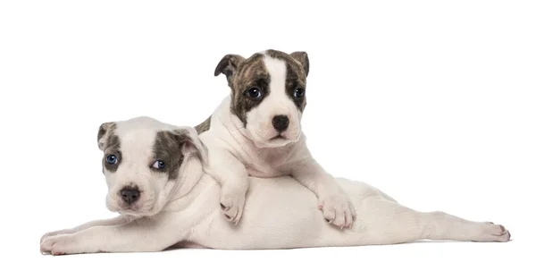 Portret van Amerikaanse staffordshire terrier pups liegen, 6 weken oud, tegen witte achtergrond — Stockfoto