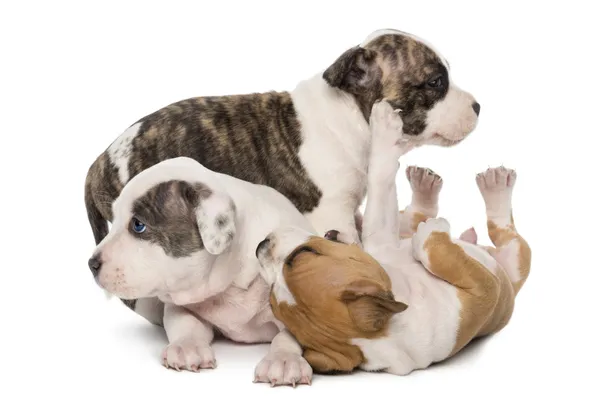Amerikaanse staffordshire terrier pups spelen, 6 weken oud, tegen witte achtergrond — Stockfoto