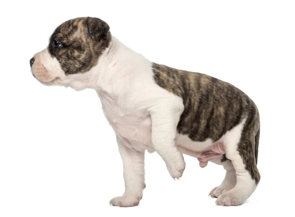 American Staffordshire Terrier Puppy, 6 semanas de edad, sobre fondo blanco — Foto de Stock