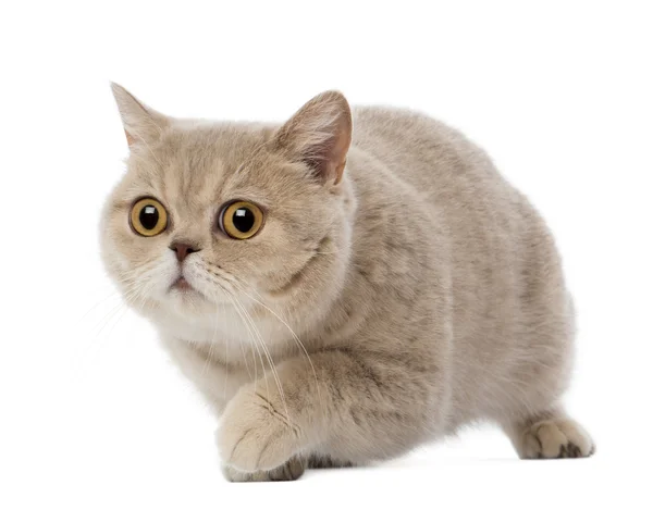 British Shorthair walking, 3 years old, against white background — Stock Photo, Image