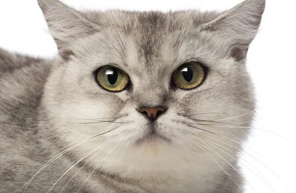 Retrato de Britânico Shorthair, 3 anos, contra fundo branco — Fotografia de Stock