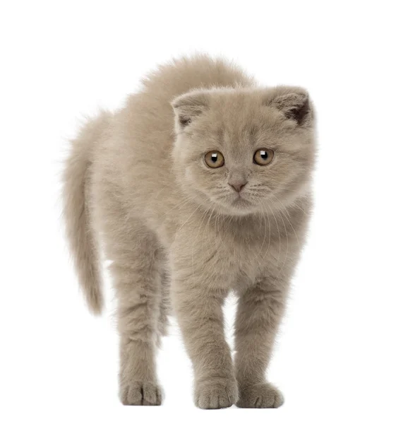 Skót szeres cica, 9 hetes, fehér háttér portréja — Stock Fotó