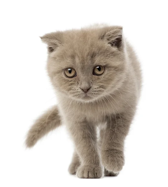 Portret van Schotse vouwen kitten wandelen, 9 weken oud, tegen witte achtergrond — Stockfoto