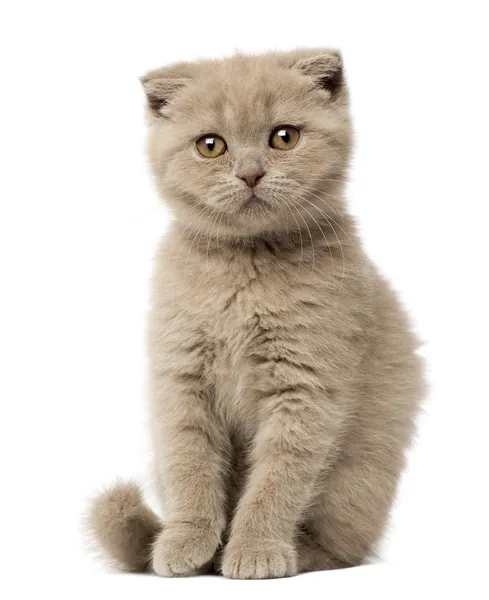 Portret van Schotse vouwen kitten zitten, 9 weken oud, tegen witte achtergrond — Stockfoto