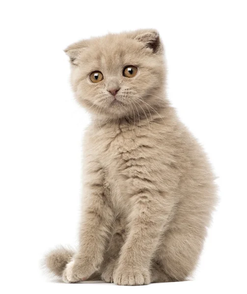 Retrato de Scottish Fold Kitten sentado, 9 semanas, contra fundo branco — Fotografia de Stock
