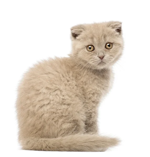 Portrait of Scottish Fold Kitten sitting, 9 weeks old, against white background — Stock Photo, Image