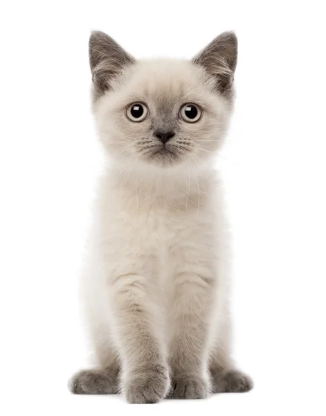 Portrait of British Shorthair Kitten sitting, 10 weeks old, against white background — Stock Photo, Image