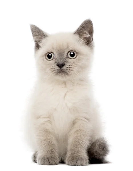 Retrato de Britânico Shorthair Kitten sentado, 10 semanas de idade, contra fundo branco — Fotografia de Stock
