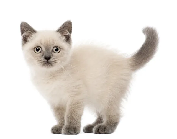 Portret van Britse korthaar kitten, 10 weken oud, tegen witte achtergrond — Stockfoto