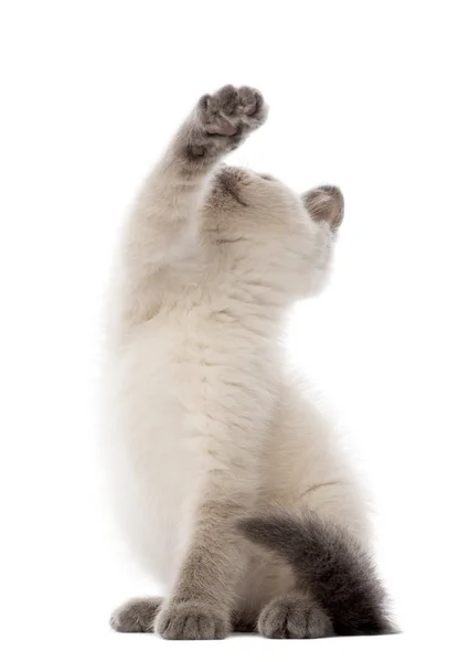 British Shorthair Kitten sentado y jugando, 10 semanas de edad, sobre fondo blanco — Foto de Stock