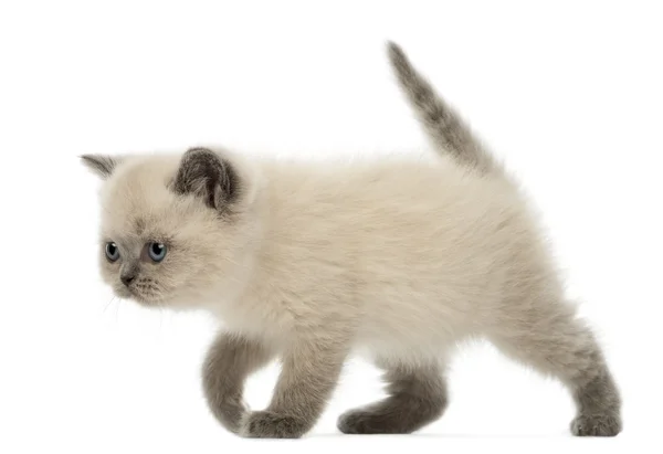 British Shorthair Kitten walking, 9 weeks old, на белом фоне — стоковое фото