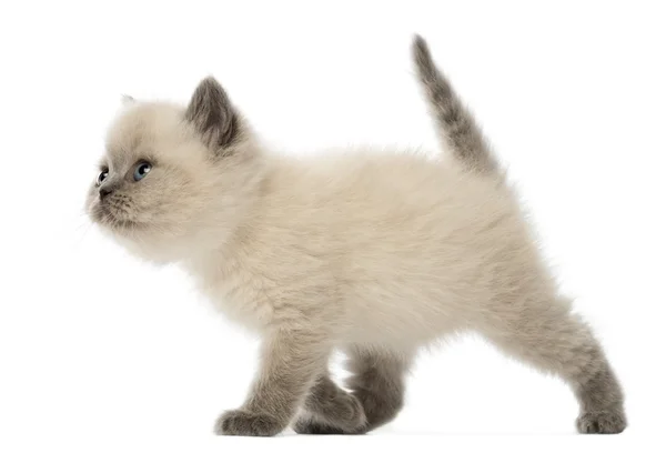 Britská krátkosrstá kotě chůzi, 9 týdnů staré, bílé pozadí — Stock fotografie