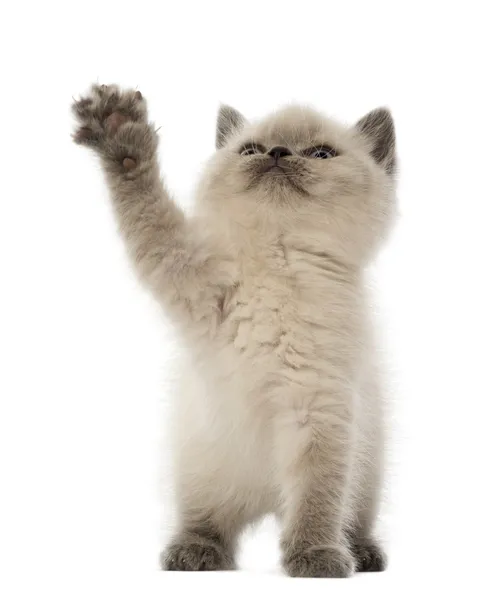 British Shorthair Kitten mirando hacia arriba y jugando, 9 semanas de edad, sobre fondo blanco — Foto de Stock