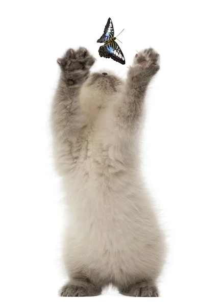 British Shorthair Kitten trying to catch a butterfly against white background — Stock Photo, Image