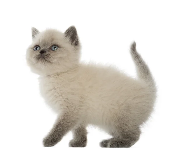 British Shorthair Kitten guardando in alto, 9 settimane, sullo sfondo bianco — Foto Stock