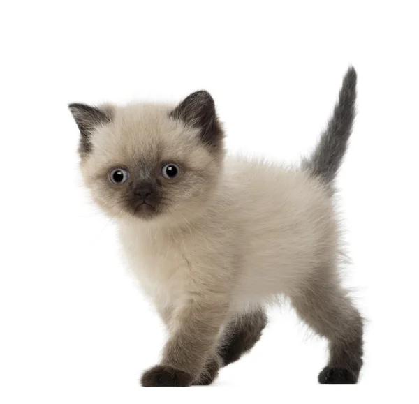 Portrait of British Shorthair Kitten, 5 weeks old, against white background — Stock Photo, Image