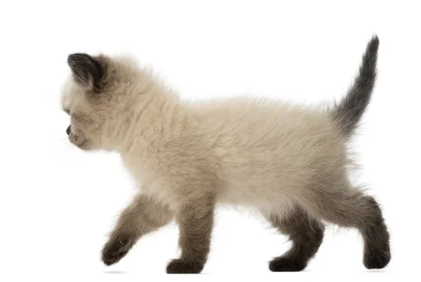 British Shorthair Kitten walking, 5 weeks old, against white background — Stock Photo, Image