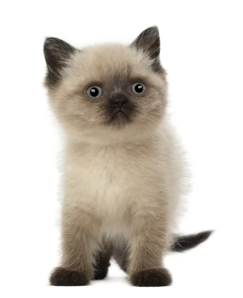 Retrato de Britânico Shorthair Kitten, 5 semanas de idade, contra fundo branco — Fotografia de Stock