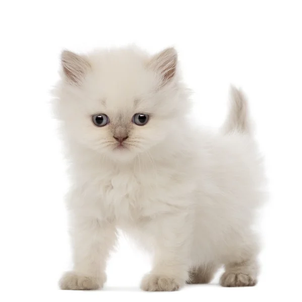 Gatito de pelo largo británico, 5 semanas de edad, sobre fondo blanco —  Fotos de Stock