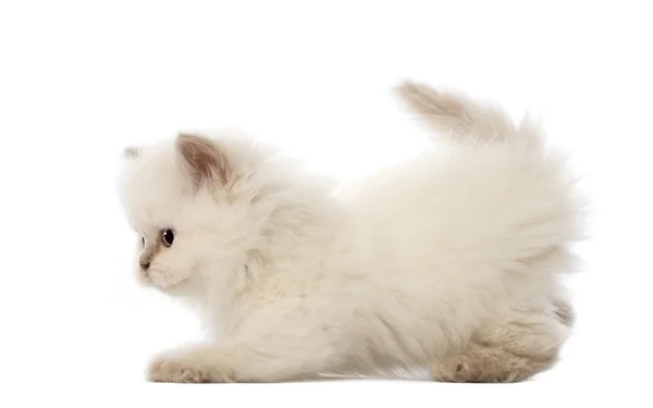 Britânico Longhair Kitten, 5 semanas, contra fundo branco — Fotografia de Stock
