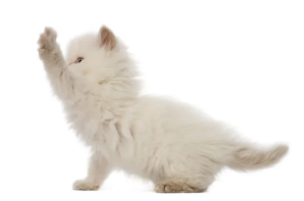 Britânico Longhair Kitten jogar, 5 semanas de idade, contra fundo branco — Fotografia de Stock