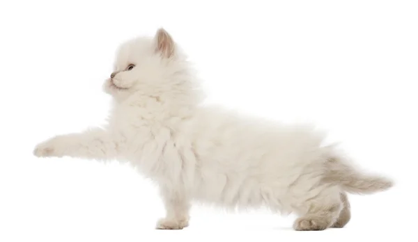 British Longhair Kitten playing, 5 weeks old, against white background — Stock Photo, Image