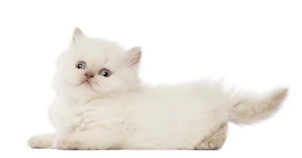 Retrato de Britânico Longhair Kitten, 5 semanas de idade, contra fundo branco — Fotografia de Stock