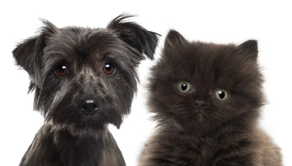 Close-up de Britânico Longhair Kitten, 5 semanas de idade, e Yorkshire terrier contra fundo branco — Fotografia de Stock