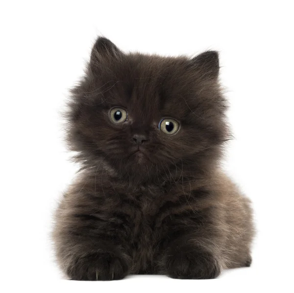 Retrato de British Longhair Kitten, 5 semanas de edad, sobre fondo blanco — Foto de Stock